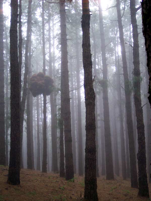 Dentro de la niebla, ruta de los Volcanes, isla de La Palma, Espaa, 6 de mayo de 2004.